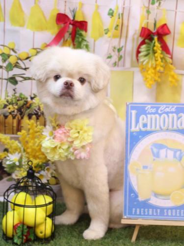 20240428琥珀くん